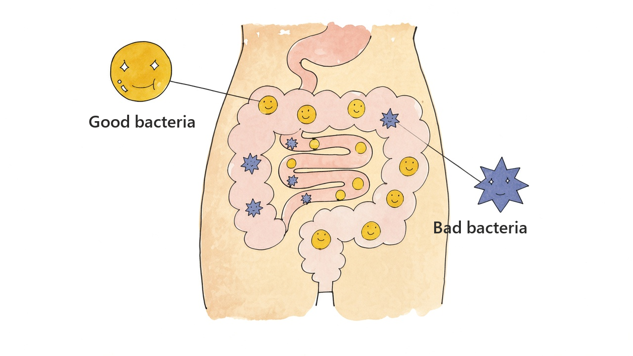 Illustration of good bacteria and bad bacteria in the gut
