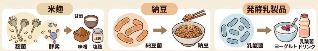米麹の麹菌と酵素、納豆の納豆菌、発酵乳製品の乳酸菌