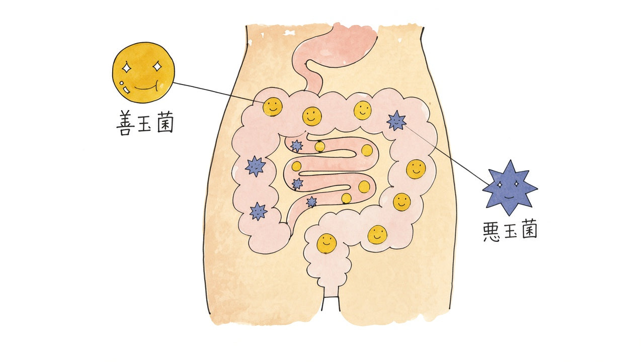 腸内の善玉菌と悪玉菌のイメージ