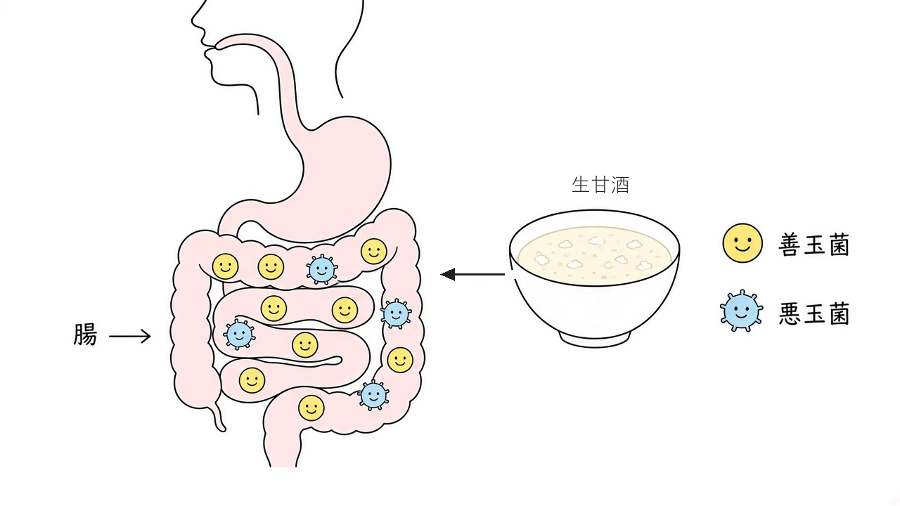 腸に免疫細胞が集まり、病原体を防ぐイメージ
