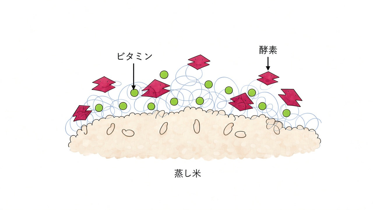 蒸し米のうえに酵素とビタミンが広がる図