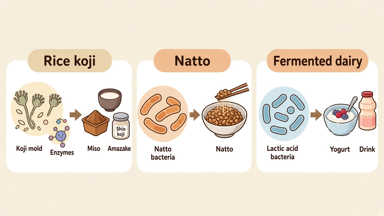 Koji mold and enzymes in rice koji, natto bacteria in natto, and lactic acid bacteria in fermented dairy