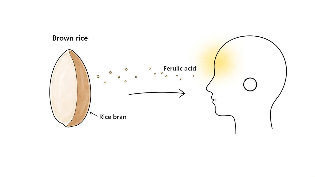 Illustration of the ferulic acid in the bran of brown rice