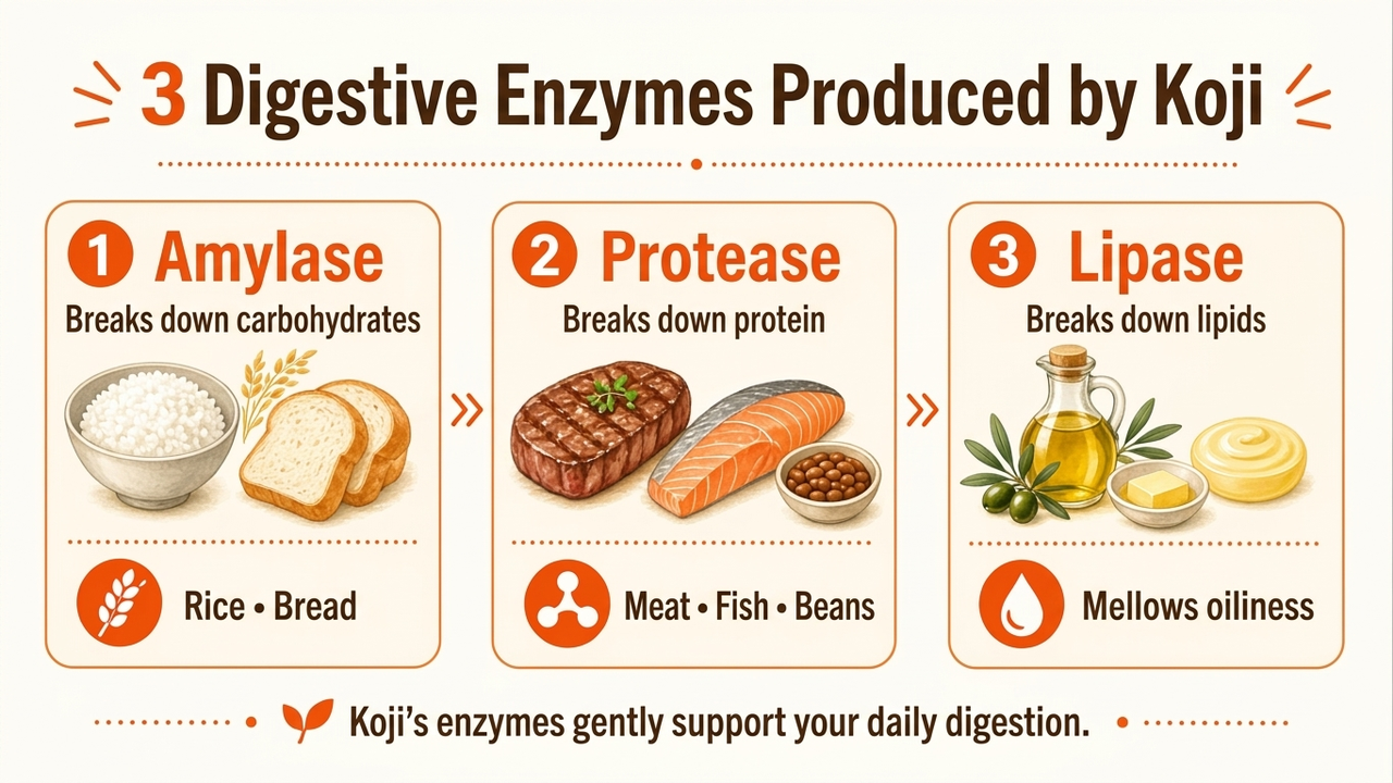 Amylase, protease, and lipase: the three digestive enzymes koji produces