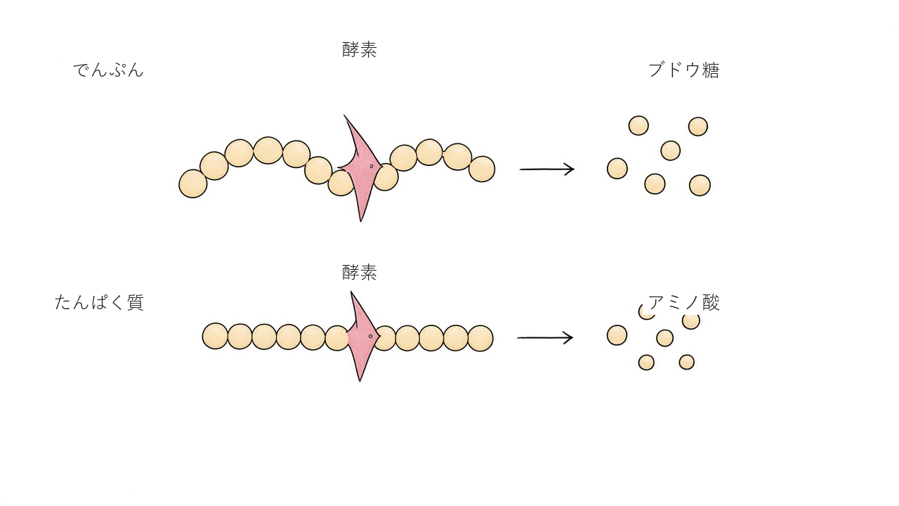酵素がでんぷんをブドウ糖に、たんぱく質をアミノ酸に分解する