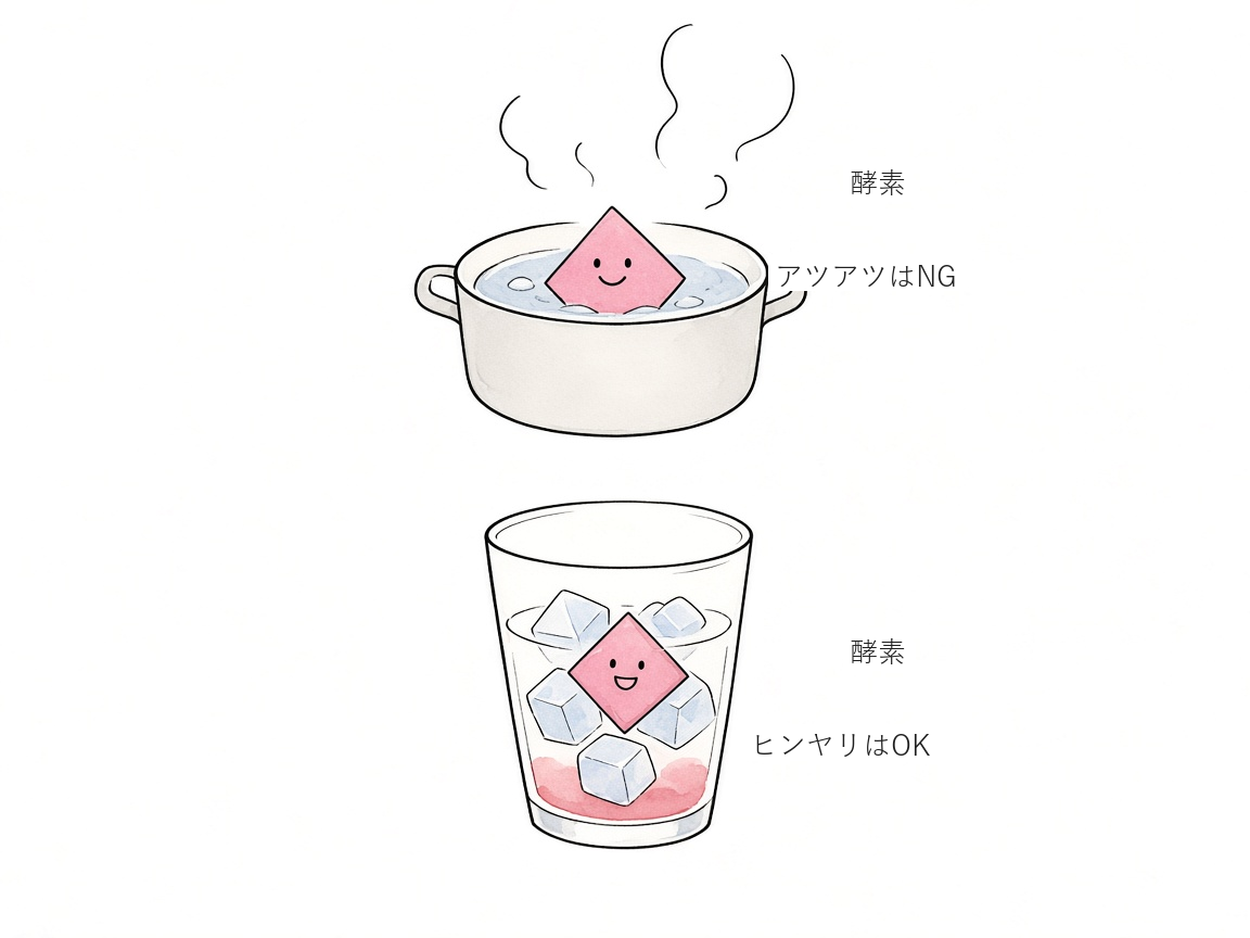 酵素はアツアツNG、ヒンヤリOK