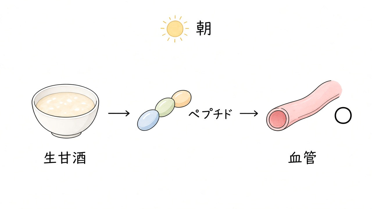 生甘酒のペプチドが血管の収縮をゆるやかにするイメージ