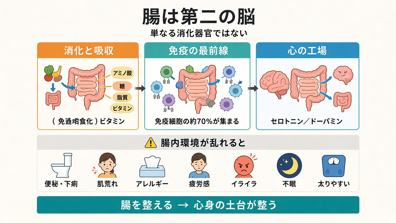 腸は第二の脳 — 消化と吸収、免疫の最前線、心の工場