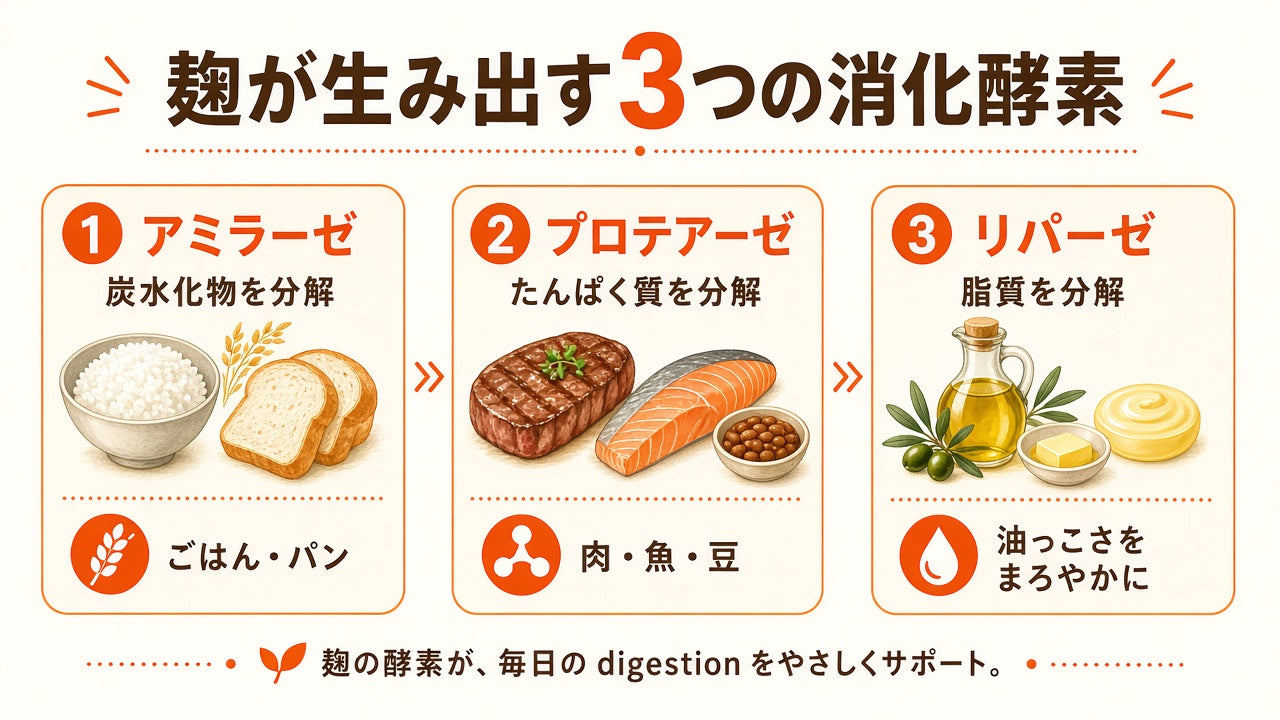 アミラーゼ・プロテアーゼ・リパーゼ — 麹が生み出す3つの消化酵素